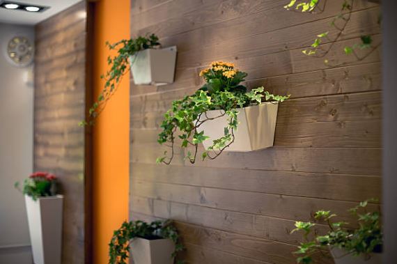 Wall of plants